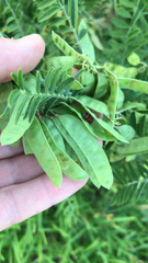 Lessertia brachystachya