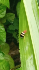 Gynandrobrotica