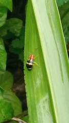 Gynandrobrotica