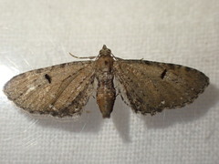 Eupithecia assimilata