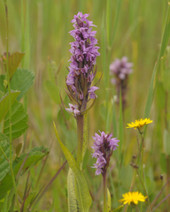 Dactylorhiza praetermissa junialis