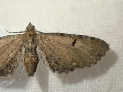 Eupithecia assimilata