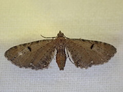 Eupithecia assimilata