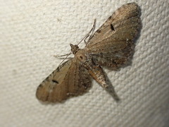 Eupithecia assimilata