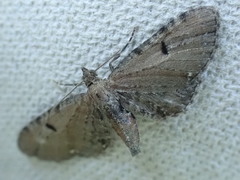 Eupithecia assimilata