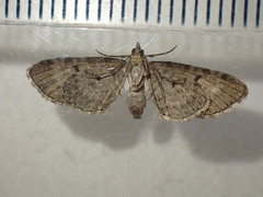 Eupithecia assimilata