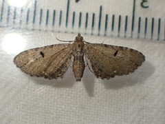 Eupithecia assimilata