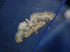 Eupithecia pulchellata