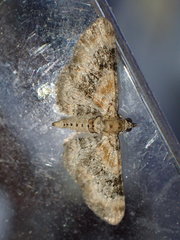 Eupithecia pulchellata