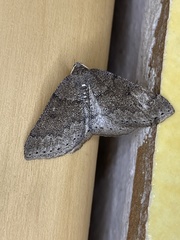 Aleucis distinctata