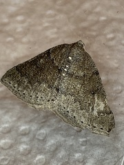 Aleucis distinctata