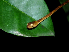 Imantodes lentiferus