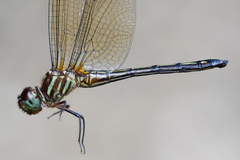 Brechmorhoga nubecula