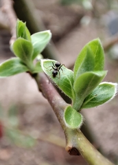 Lasius