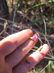 Emilia sonchifolia image