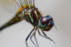 Brechmorhoga nubecula