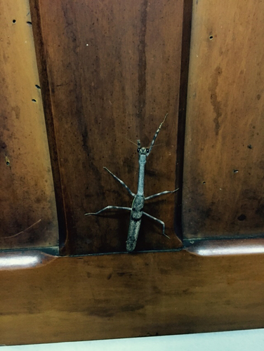 Pseudovates