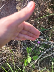 Emilia sonchifolia image