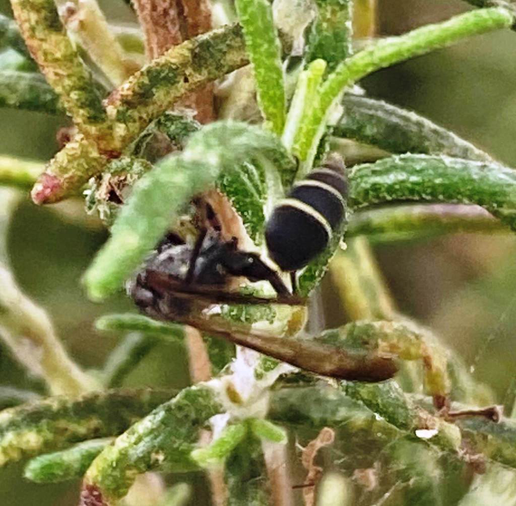 Yellowbanded Polybia Wasp from Municipio Carrizal, Miranda, Venezuela