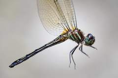 Brechmorhoga nubecula