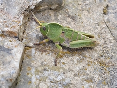 Pamphagus
