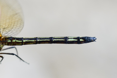 Brechmorhoga nubecula