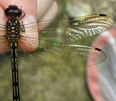 Brechmorhoga nubecula