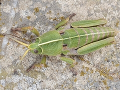 Pamphagus