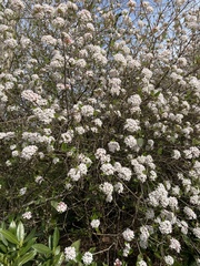 Viburnum carlesii