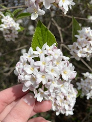Viburnum carlesii