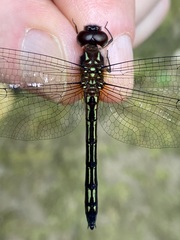 Brechmorhoga nubecula