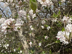 Viburnum carlesii