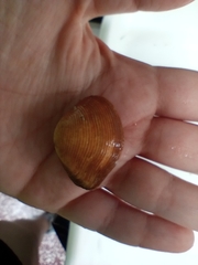 Kalolophus speciosus