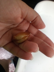 Kalolophus speciosus