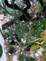 Kalanchoe kewensis
