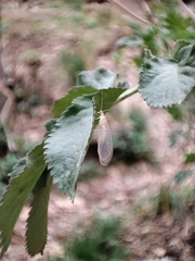 Chrysoperla carnea