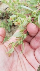 Atriplex cristata