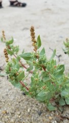 Atriplex cristata