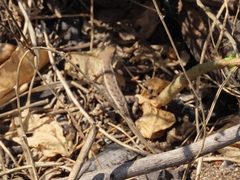 Sceloporus siniferus