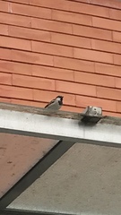 Passer domesticus