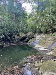 Brechmorhoga nubecula