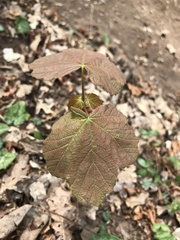 Acer opalus obtusatum