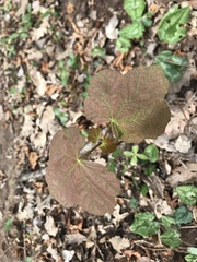 Acer opalus obtusatum