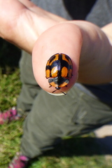 Botanochara angulata