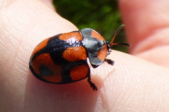 Botanochara angulata
