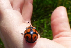 Botanochara angulata