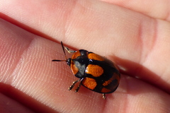 Botanochara angulata
