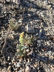 Malacothrix coulteri