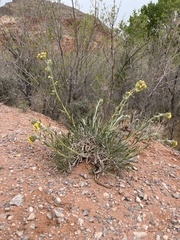 Oreocarya confertiflora