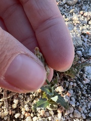 Malacothrix coulteri